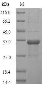 Tumor necrosis factor (TNF), partial, Marmota monax, recombinant