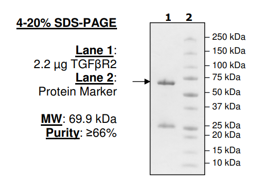 TGFbetaR2, human, recombinant, N-terminal GST-tag