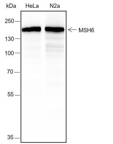 Anti-Recombinant MSH6, clone A308