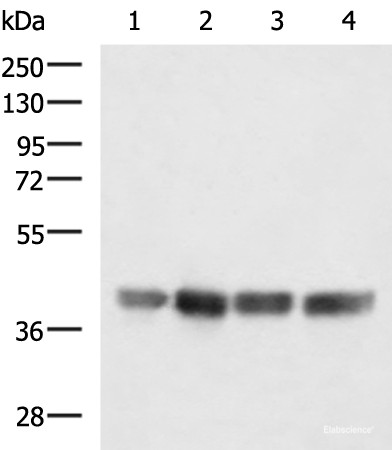 Anti-MRPS35