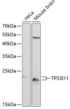 Anti-TP53I11