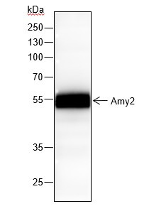 Anti-Recombinant Amy2, clone A131
