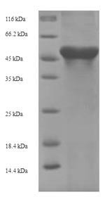 Arginase-1 (Arg1), mouse, recombinant