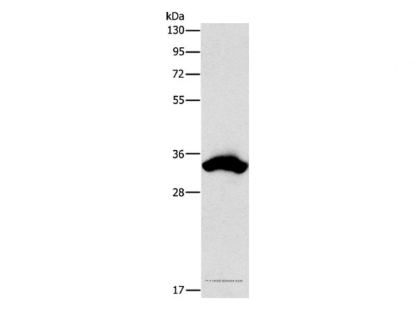 Anti-CDCA8