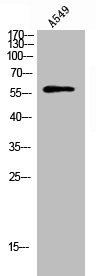Anti-Phospho-HBP1 (S402)