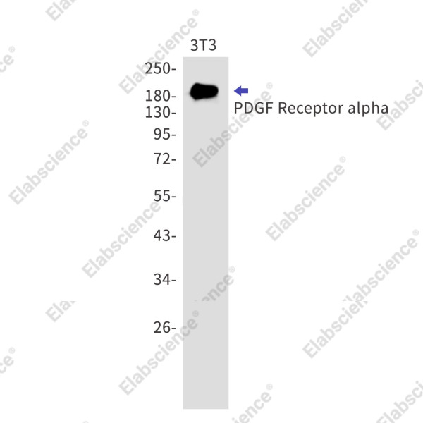 Anti-Recombinant PDGF Receptor alpha, clone C112987