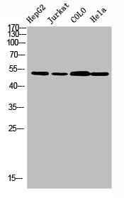 Anti-TRMT11