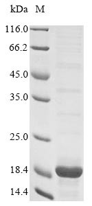 Protein S100-A4 (S100a4), rat, recombinant