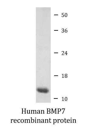 Human BMP7 recombinant protein (Active)