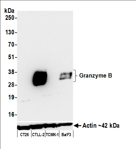 Anti-Granzyme B Recombinant Monoclonal