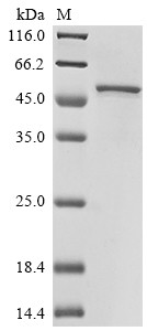 3-Phosphoshikimate 1-carboxyvinyltransferase 1,chloroplastic (EPSPS-1), Nicotiana tabacum, recombina