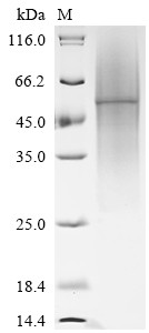 Interleukin-4 (Il4), Mesocricetus auratus, recombinant