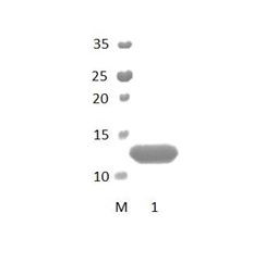 DLG4_3 PDZ Domain