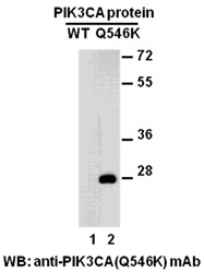 Anti-PIK3CA (Q546K)