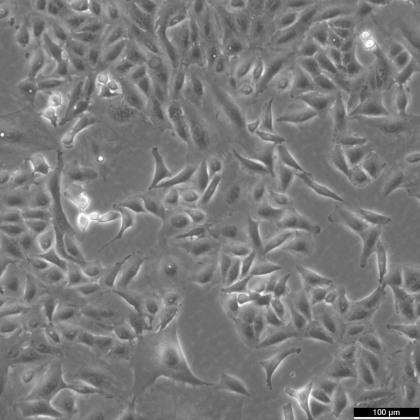 A549/DDP Cells