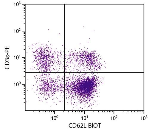Anti-CD62L (Biotin), clone MEL-14