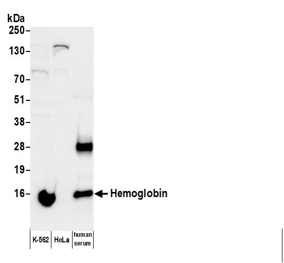 Anti-Human Hemoglobin, Biotin conjugated