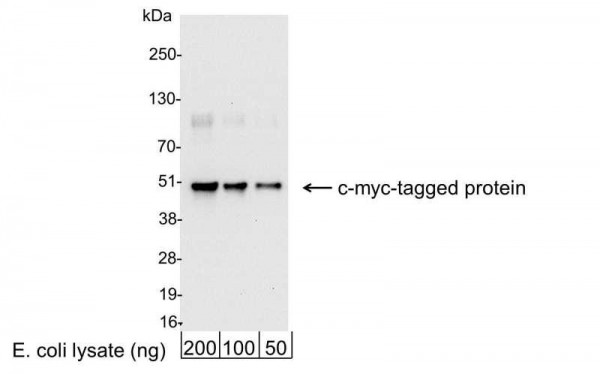Anti-c-myc