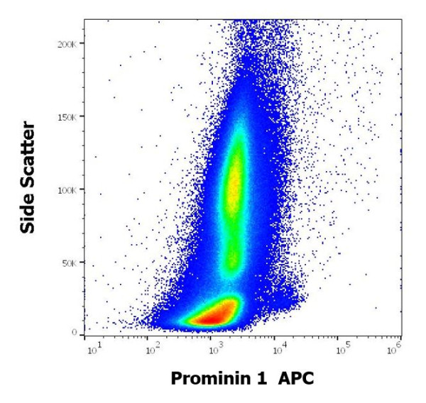 Anti-Prominin 1 (APC), clone W6B3C1