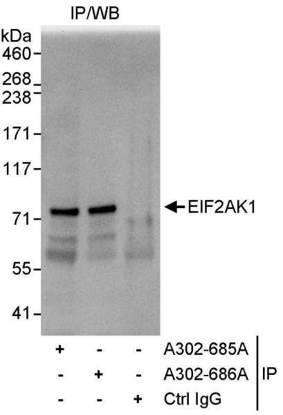 Anti-EIF2AK1