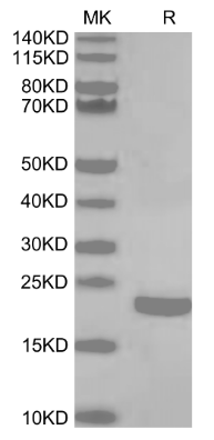 IL-10[Biotin], His &amp; Avi, Human