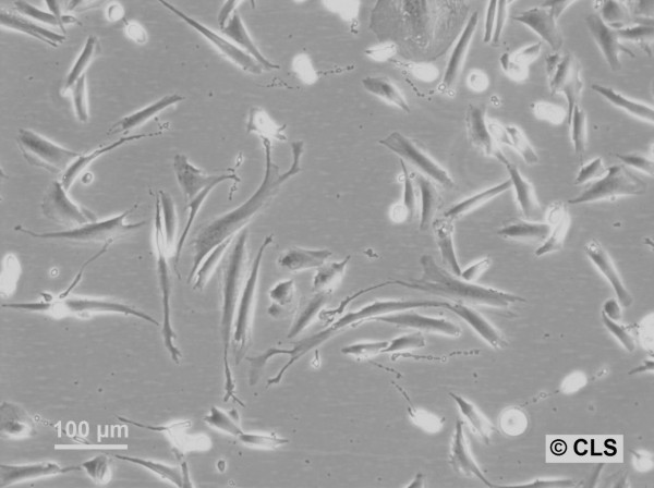 HROG04 Cells
