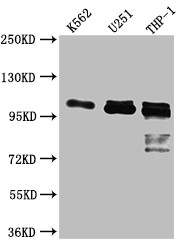 Anti-ITCH Recombinant Monoclonal, clone 9C3