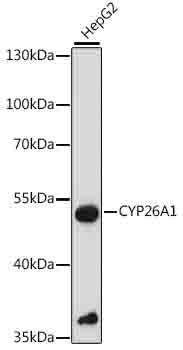 Anti-CYP26A1