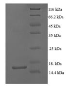 Growth/differentiation factor 5 (Gdf5), mouse, recombinant