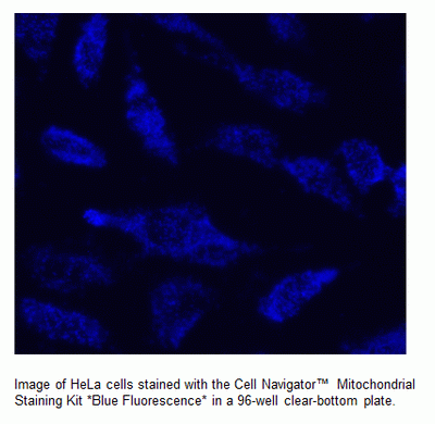 Cell Navigator(TM) Mitochondrion Staining Kit *Blue Fluorescence*