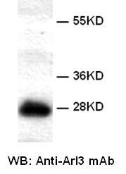 Anti-Arl3, monoclonal