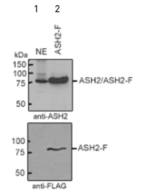 Anti-ASH2
