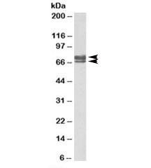 Anti-PEX5