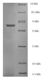 Glycolipid transfer protein (GLTP), bovine, recombinant