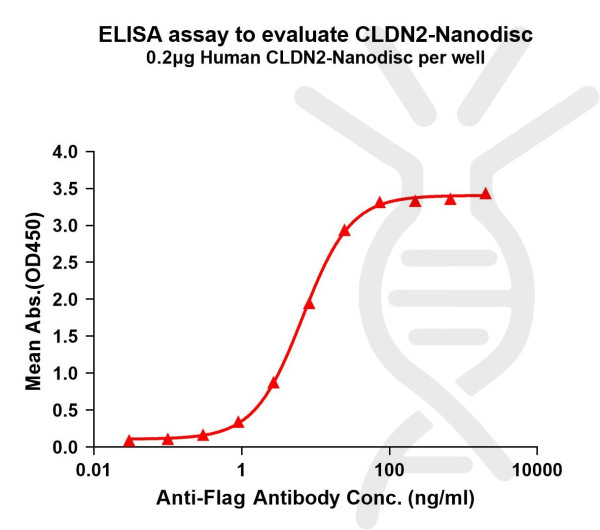 CLDN2 (human) full length protein-synthetic nanodisc