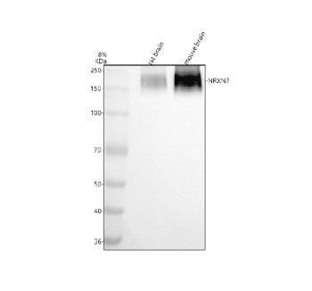 Anti-NRXN2 / Neurexin 2