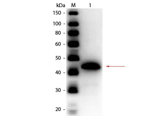 Anti-ALCOHOL DEHYDROGENASE (Yeast), Peroxidase Conjugated