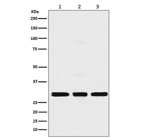 Anti-Histone H1.2 / HIST1H1C, clone AEDF-8