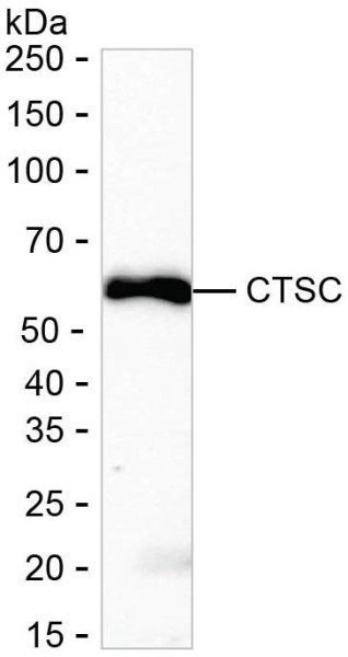 Anti-CTSC