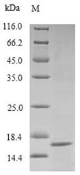 14 kDa fusion protein (A27L), Variola virus, recombinant