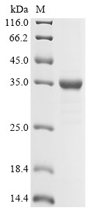 Bile salt export pump (ABCB11), partial, human, recombinant