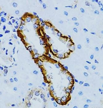 Anti-MYO5A