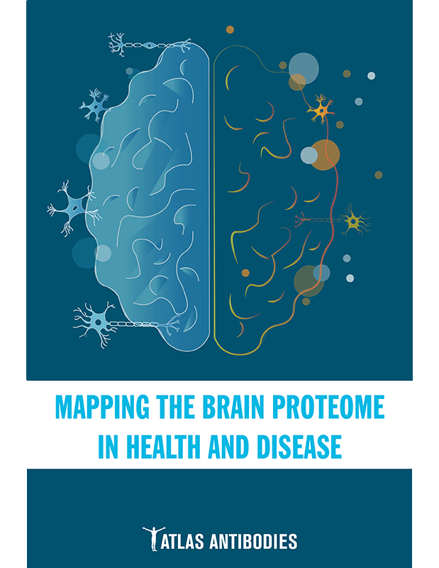 Mapping the Brain Proteome in Health and Disease