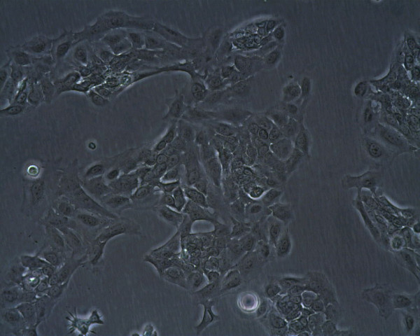 MSC-P5 Cells