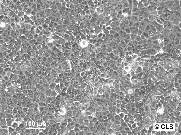 H-MESO-1A Cells