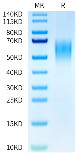 Mouse B7-2/CD86 Protein
