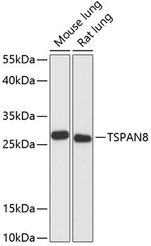 Anti-TSPAN8