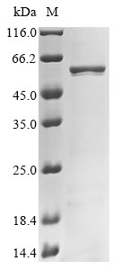 Retinoid isomerohydrolase (RPE65), human, recombinant