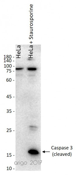 Anti-Caspase-3 (cleaved)