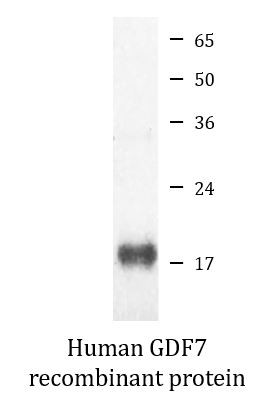 Human GDF7 recombinant protein (Active)